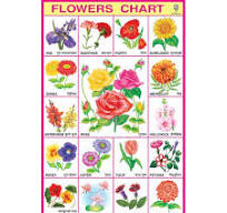 EDUCATIONAL CHART - FLOWERS - 9788180064395